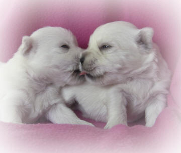 Picture of 2 Camcrest puppies