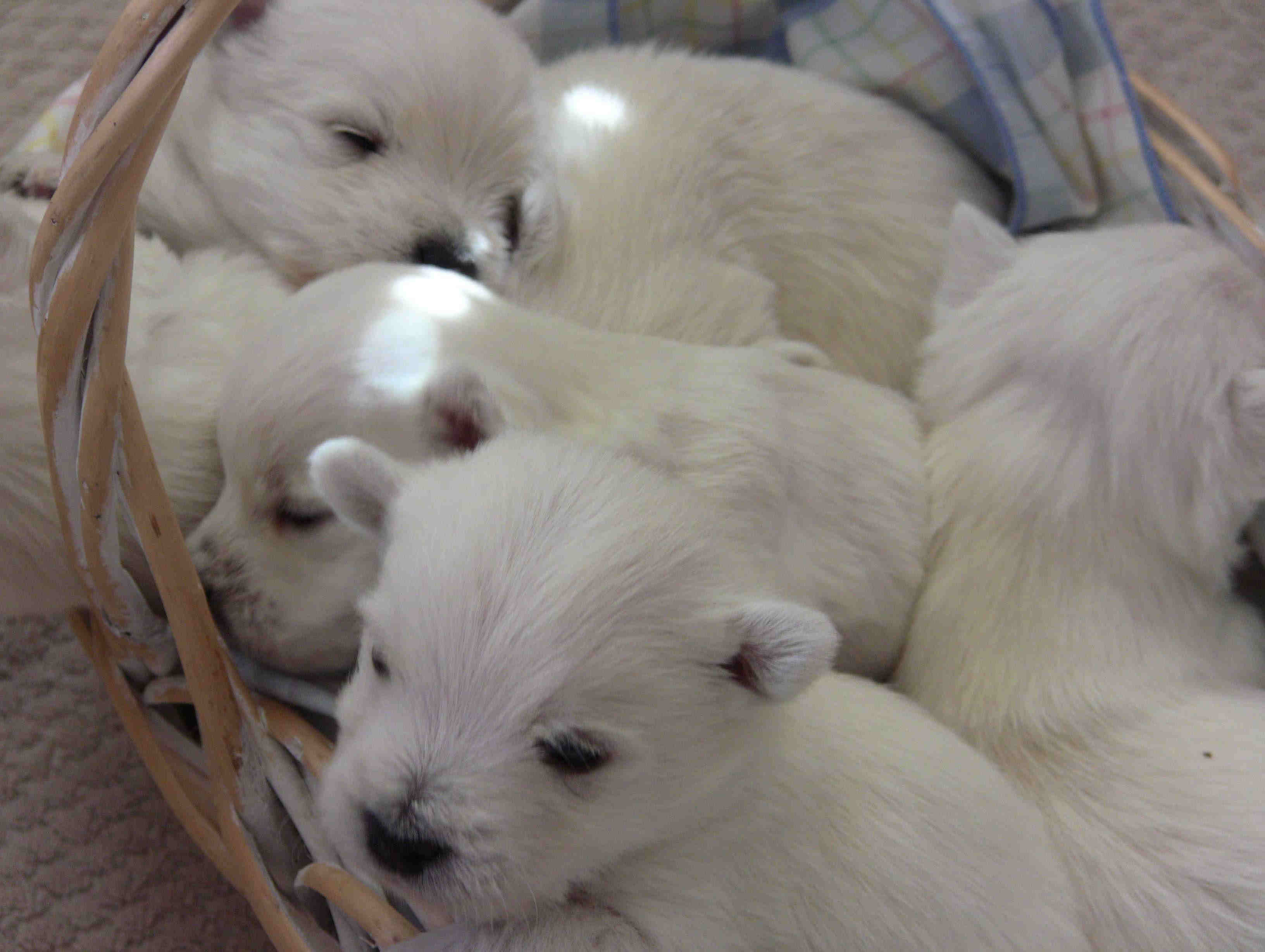 Puppies 2010