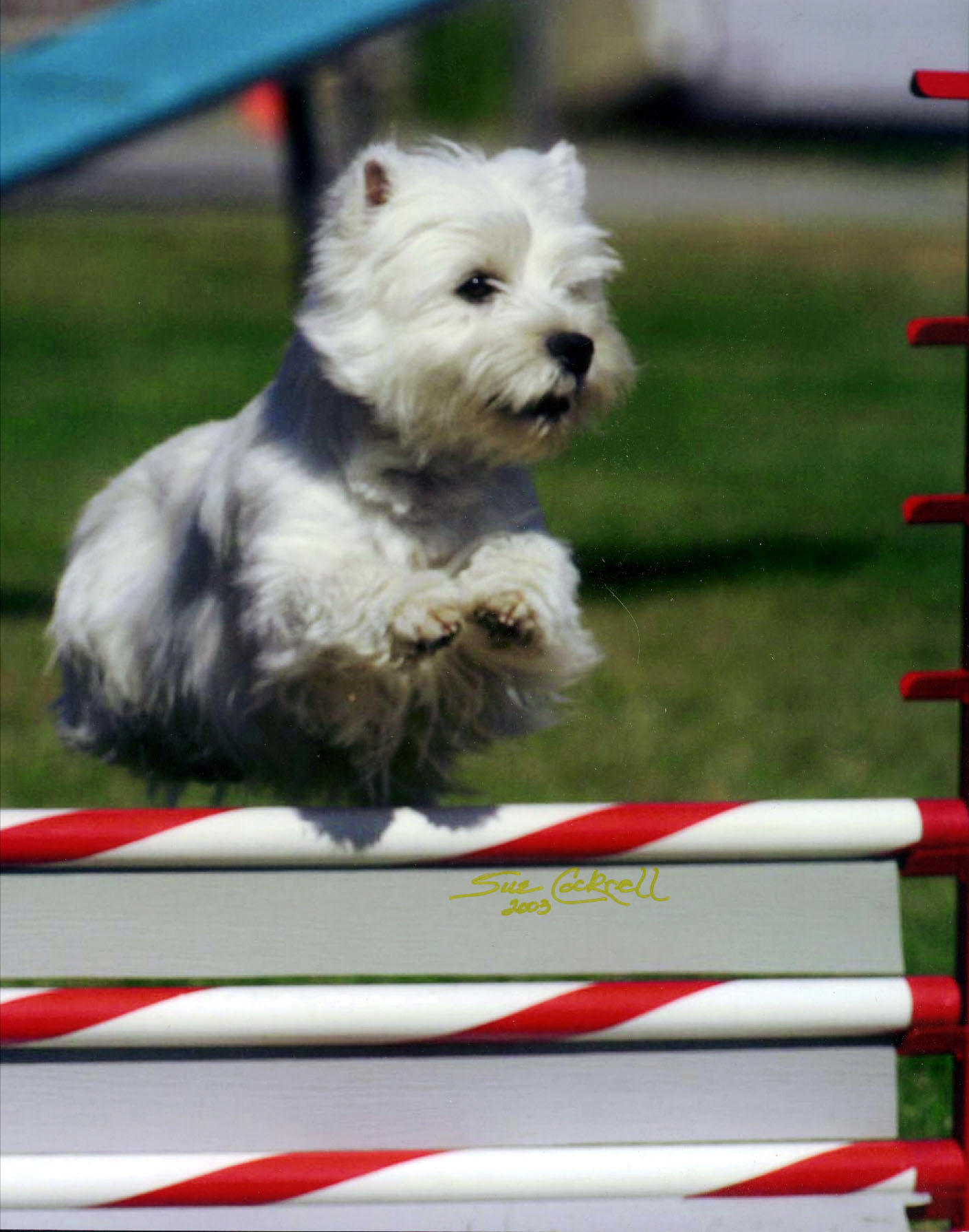 Reggie in agility